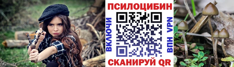 как найти Аксай Псилоцибиновые грибы Psilocybe